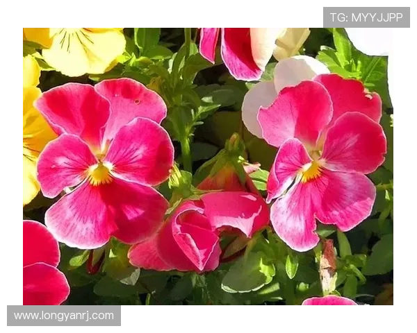 浪漫小镇里的时光爱情故事在岁月的流转中悄然绽放成最美的回忆